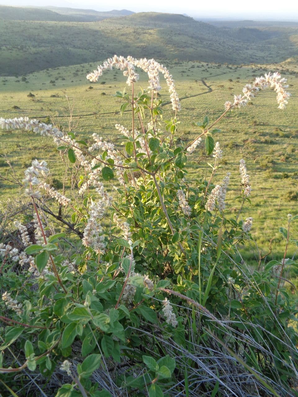 Sericocomopsis 9