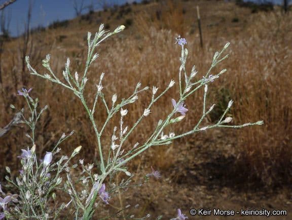 Saltugilia 9