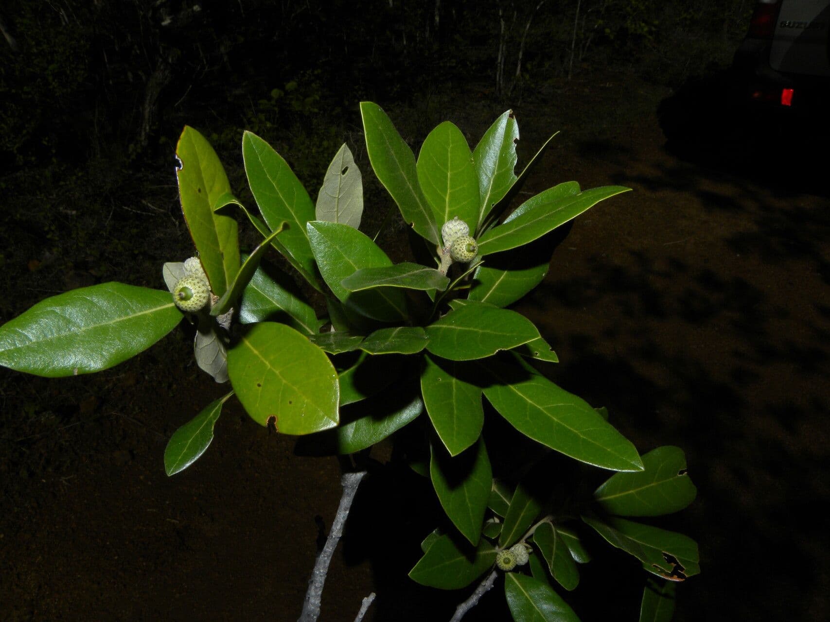 Quercia 9