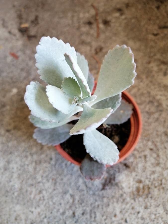 Kalanchoe