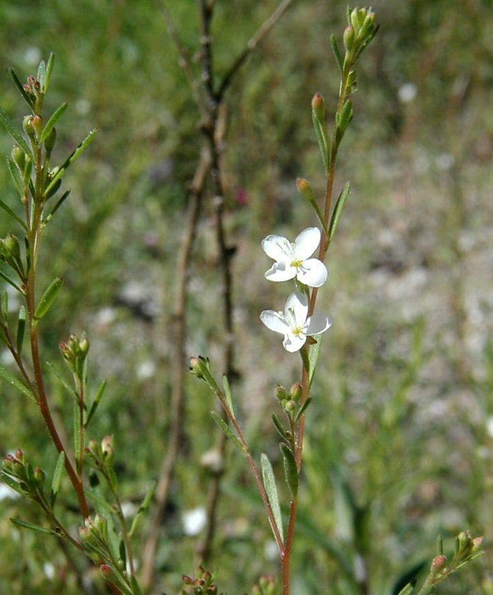 Gayophytum 2