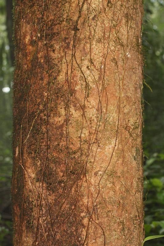 Vochysia 9
