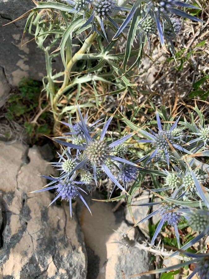 Panicaut d'améthyste 5