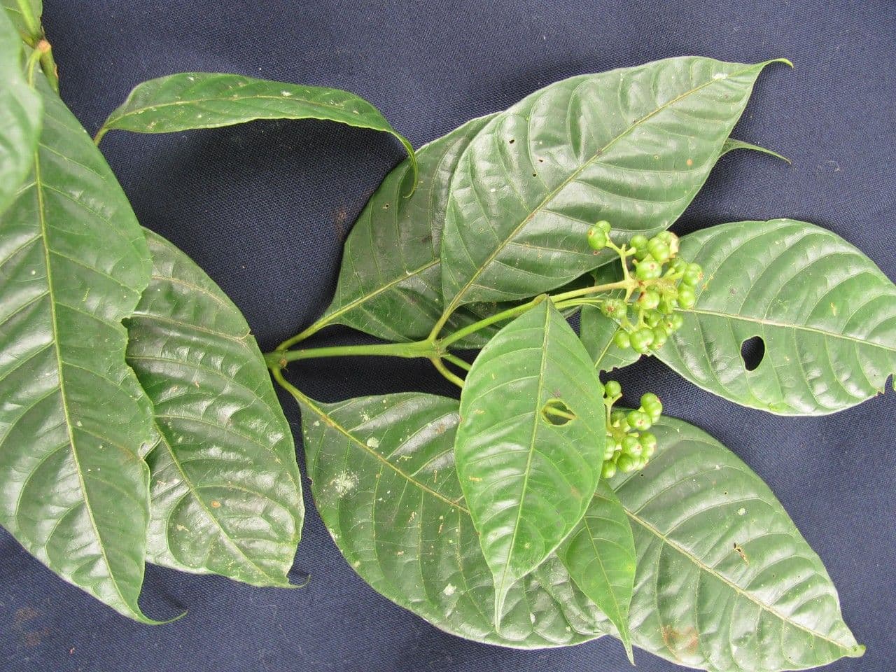 Psychotria 20