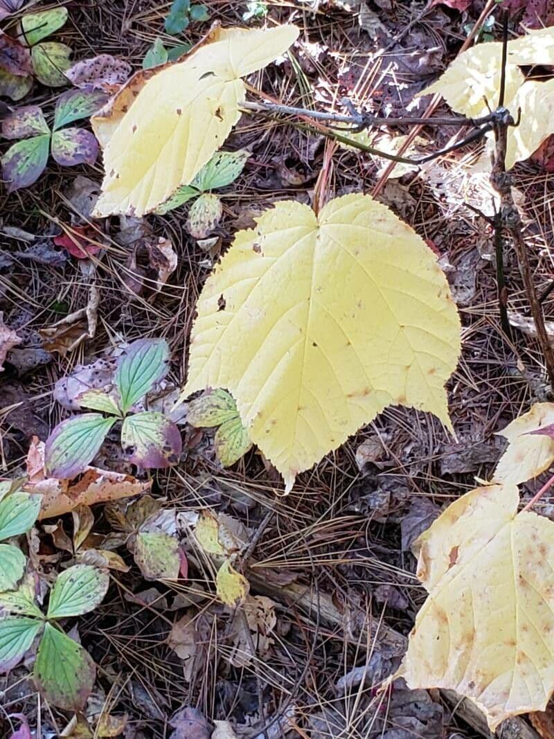 Striped maple 16