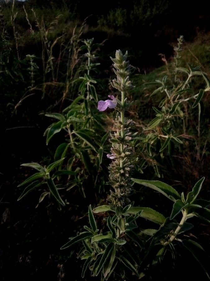 Anisomeles