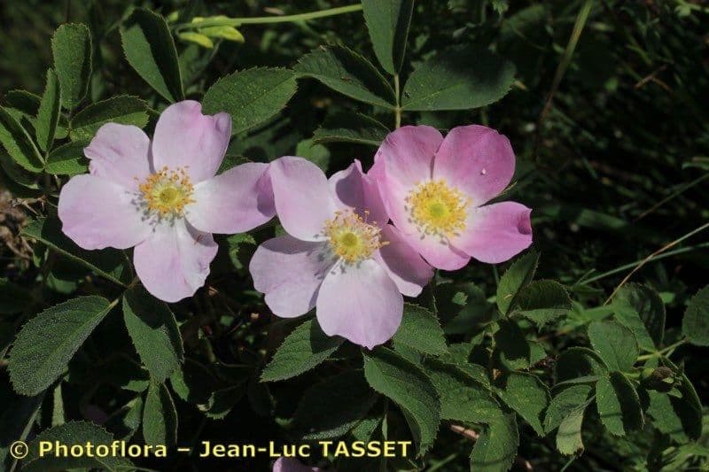 Weiche Rose 15
