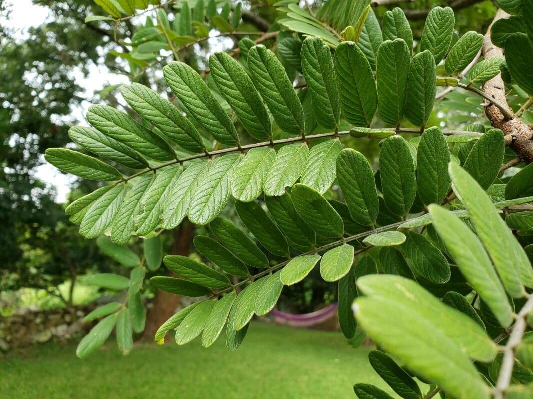Lonchocarpus 20