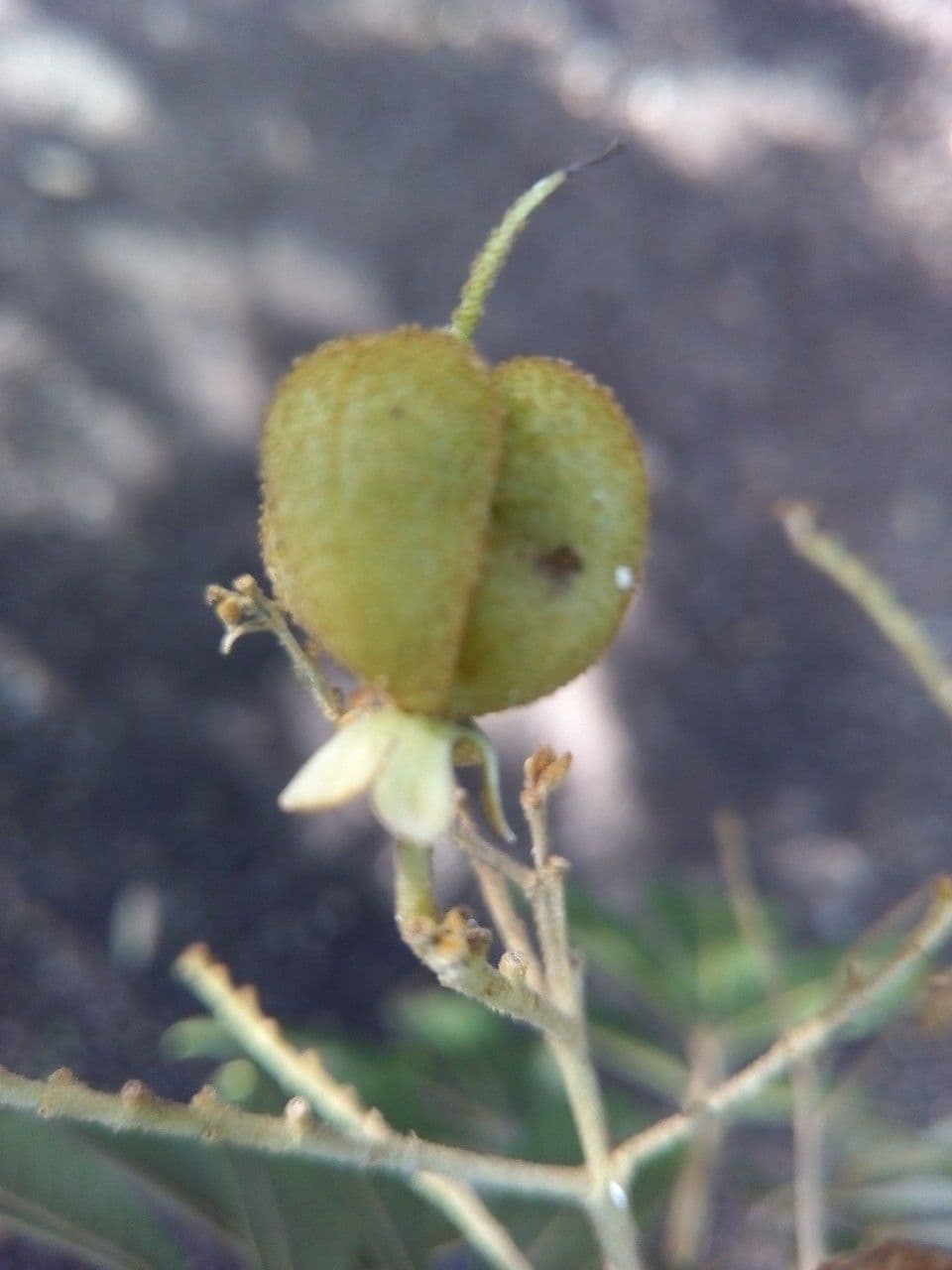 Cossinia pinnata