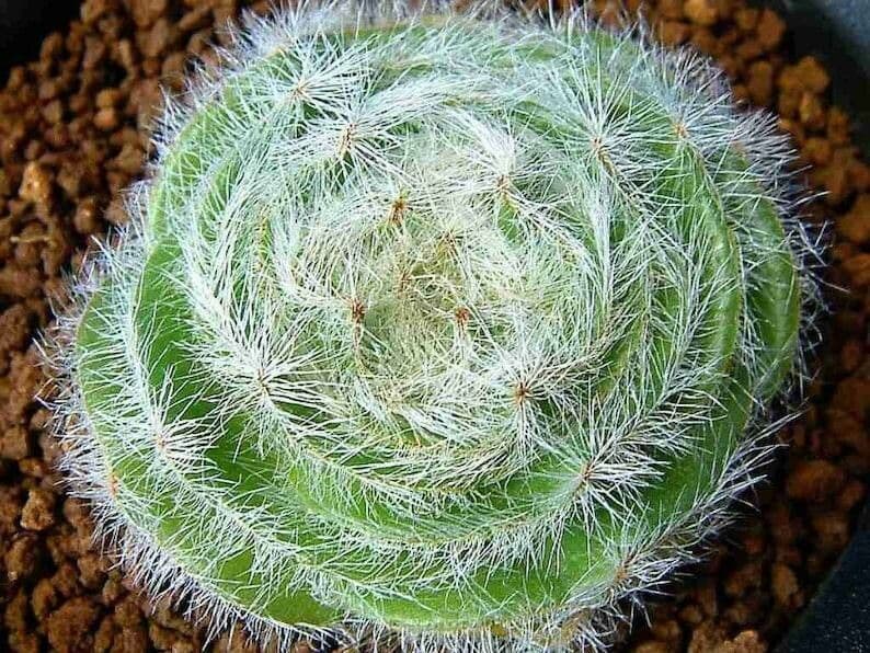 Crassula