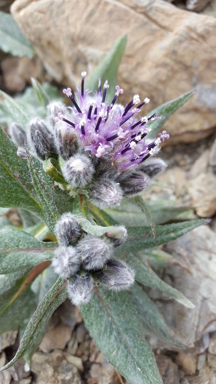 Saussurea 9
