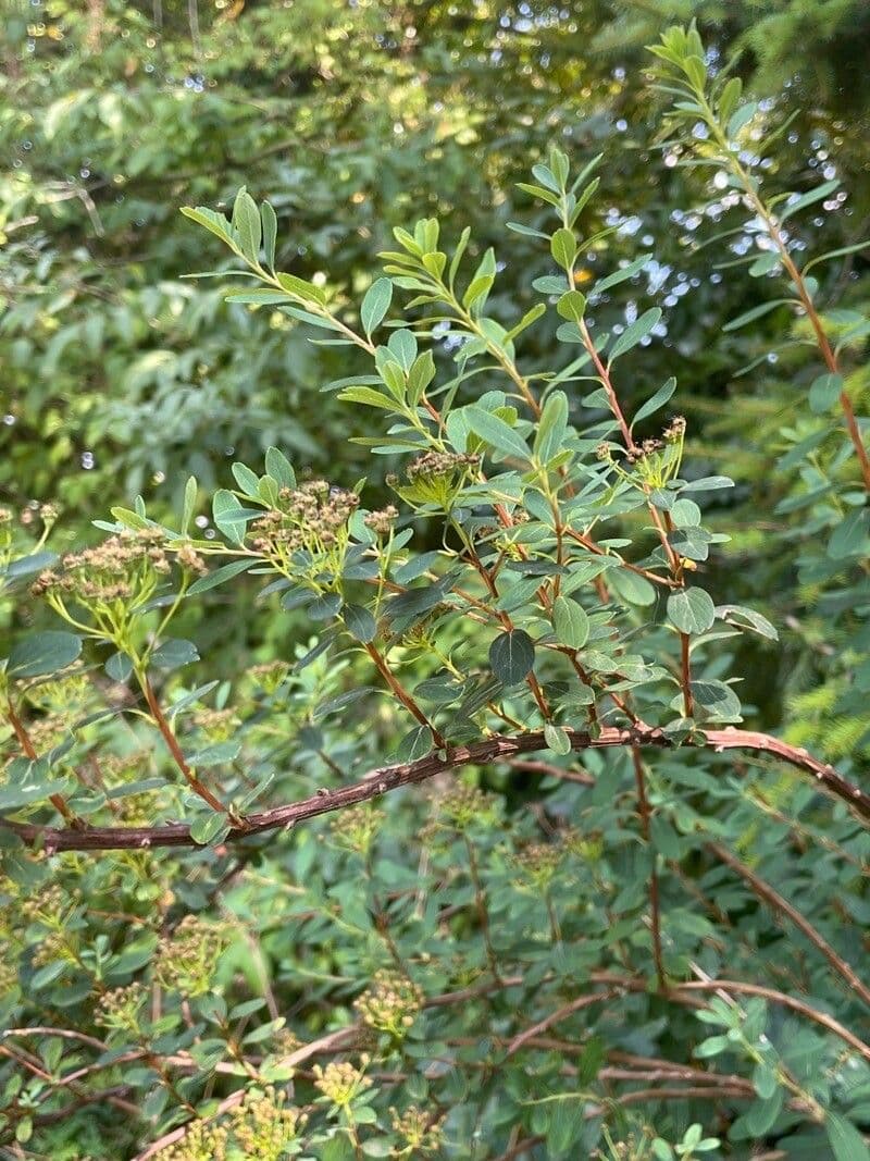 Spiraea di Douglas 16