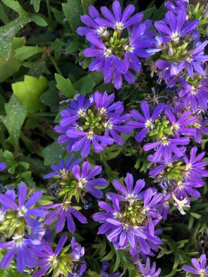 Scaevola 2