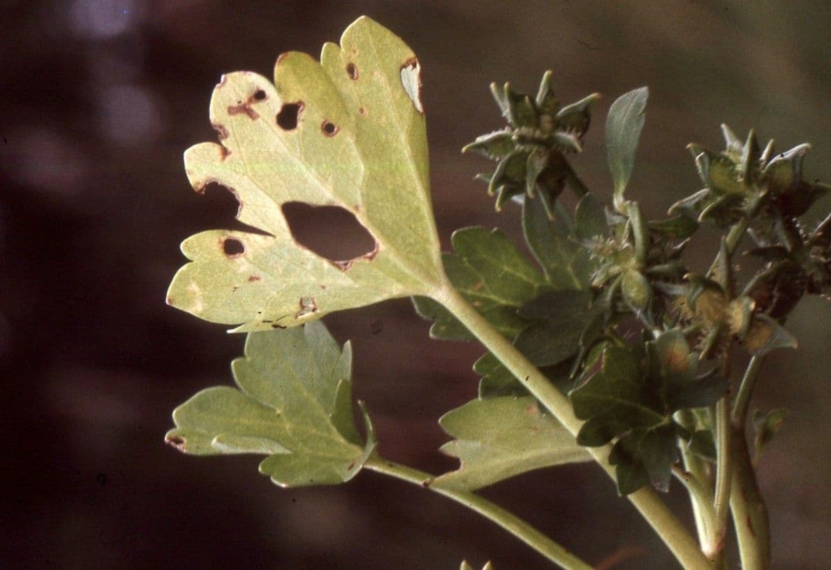 Ranuncolo macrophyllus