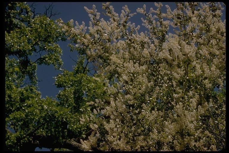 Ceanothus 10