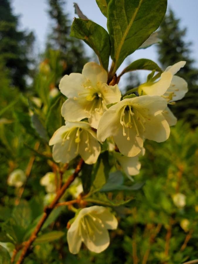 Rododendro albiflorum 6