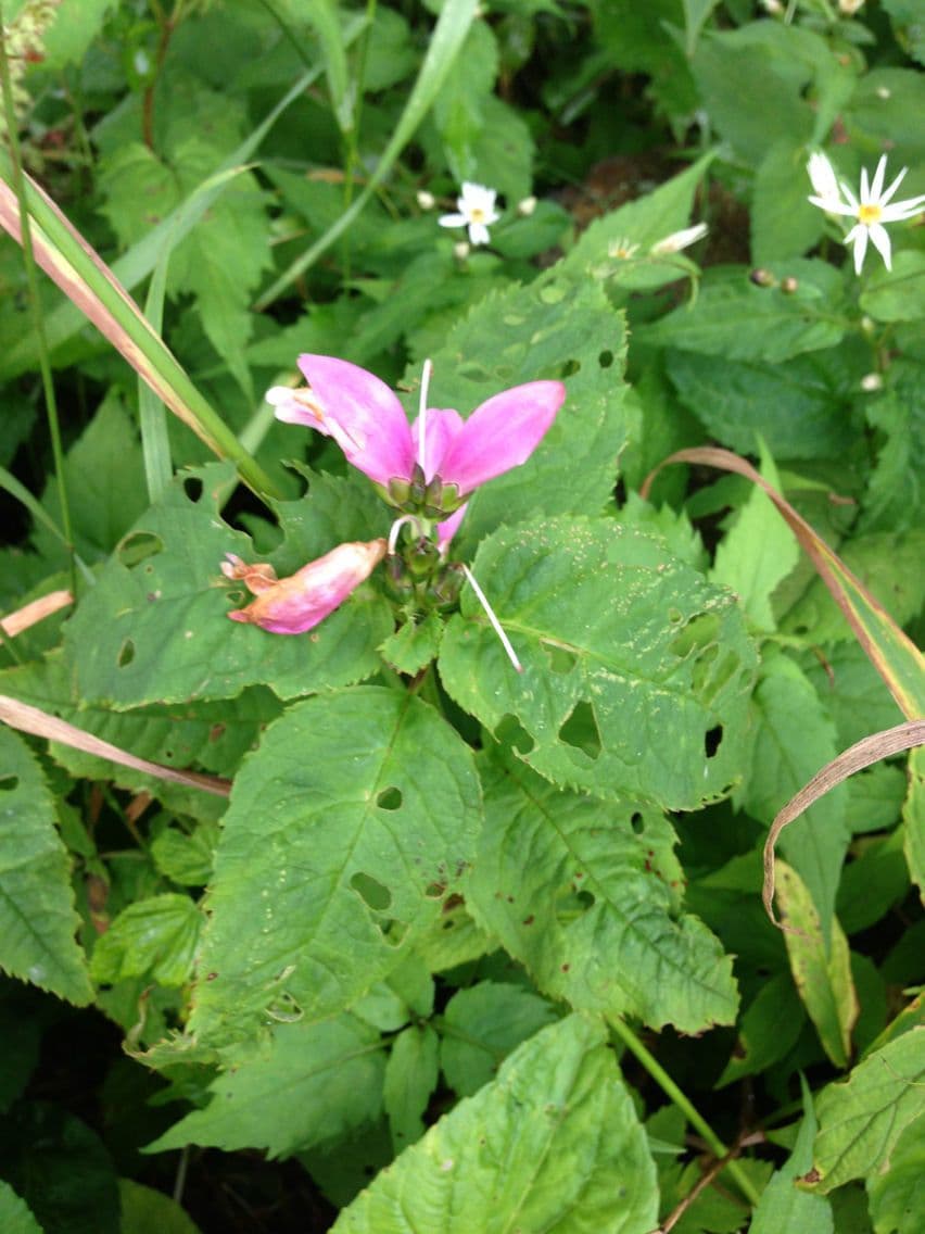 Chelone di Lyon 6