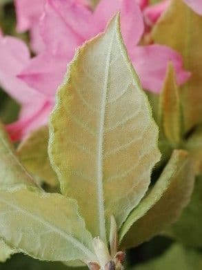 Rododendro 14
