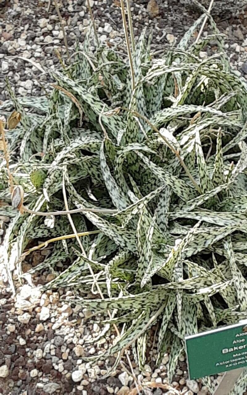 Aloe 10