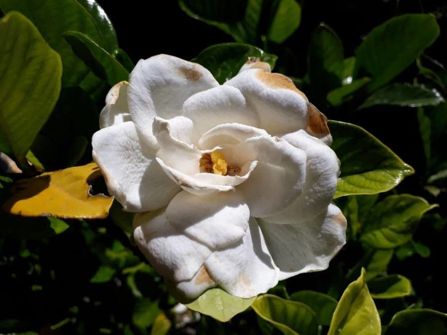 Gardenia 6