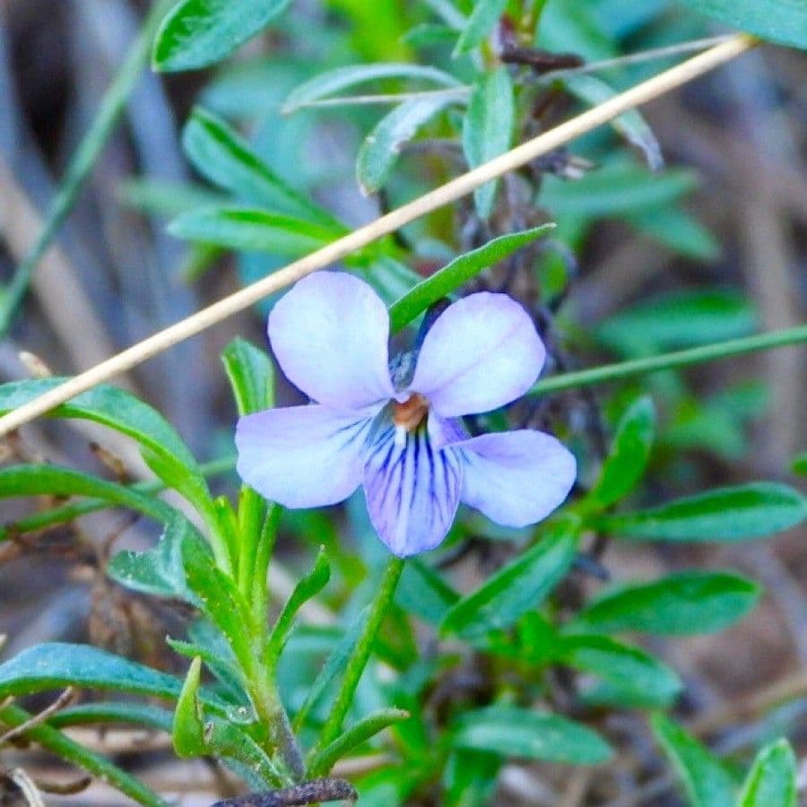 Violette arborescente 8