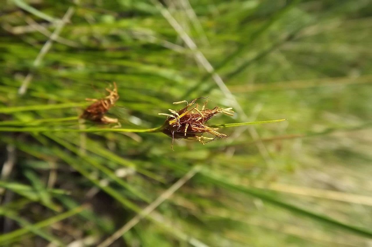 Rincoespora parda 10