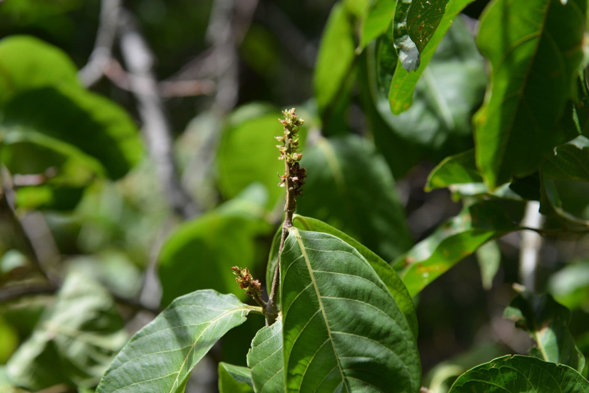 Forsteronia