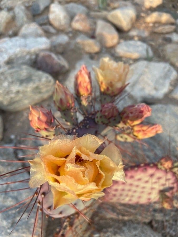 Opuntia macrocentra 8