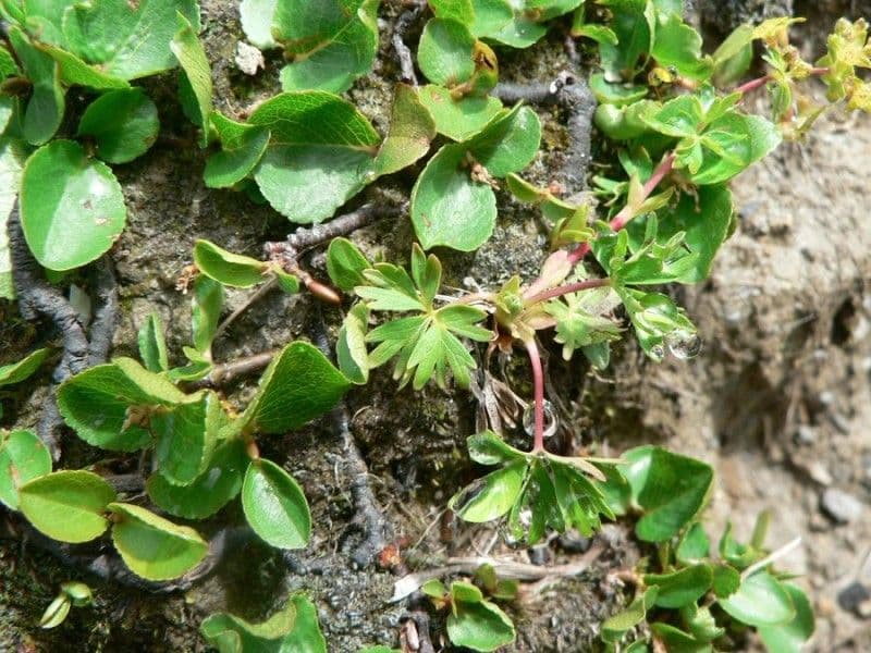 Alchemilla pentafilla 14