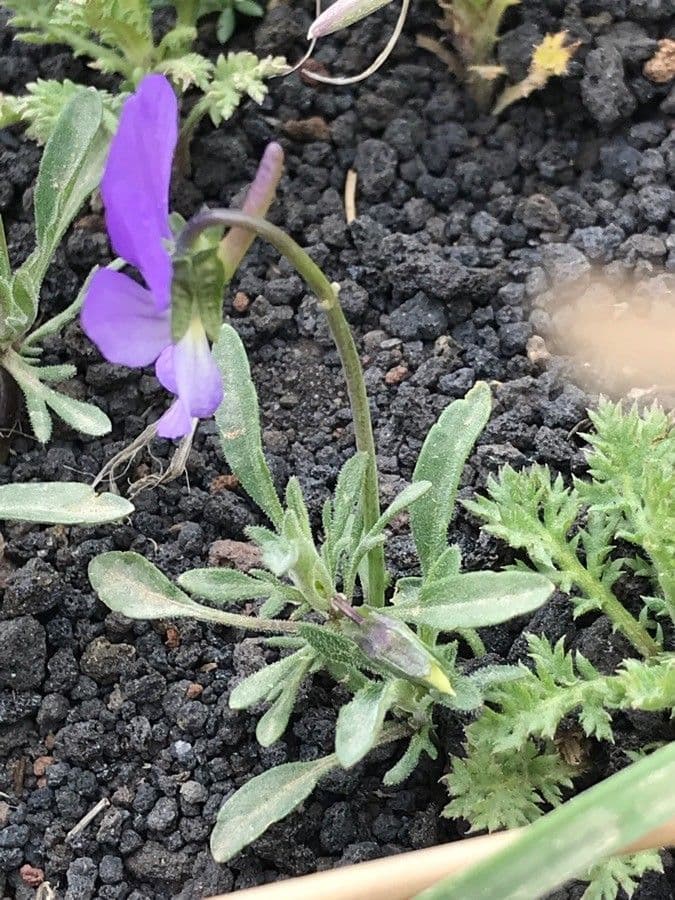 Viola 4