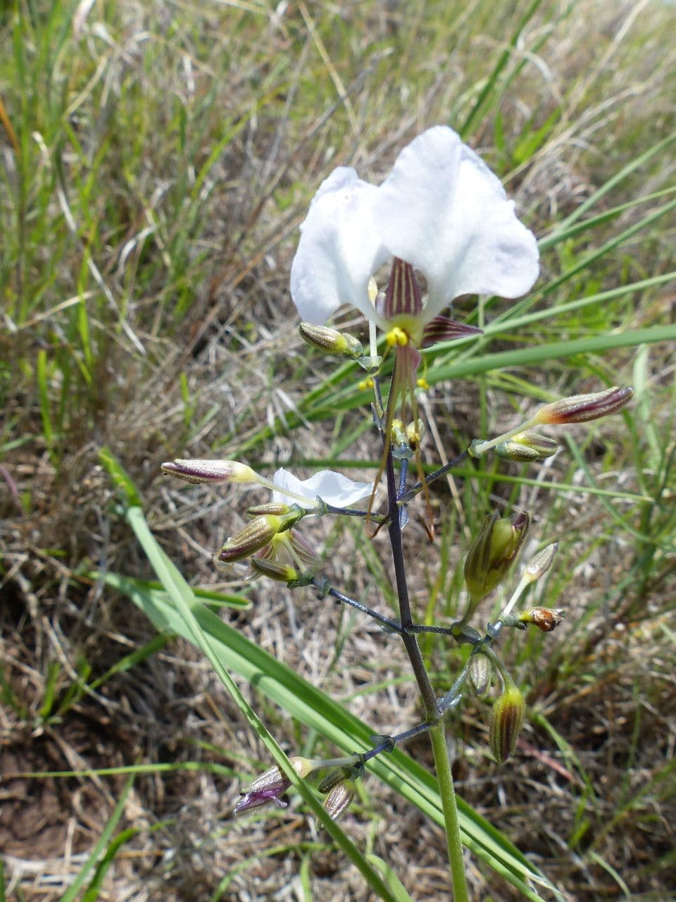 Aneilema