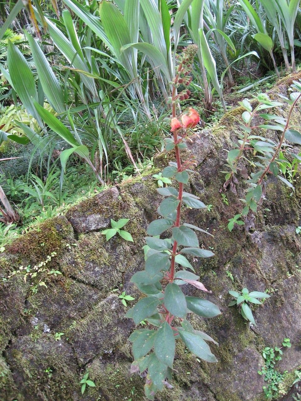 Kohleria 3