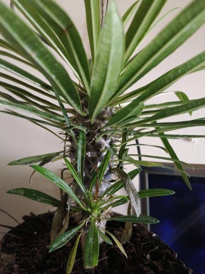 Madagaskar-Palme 5