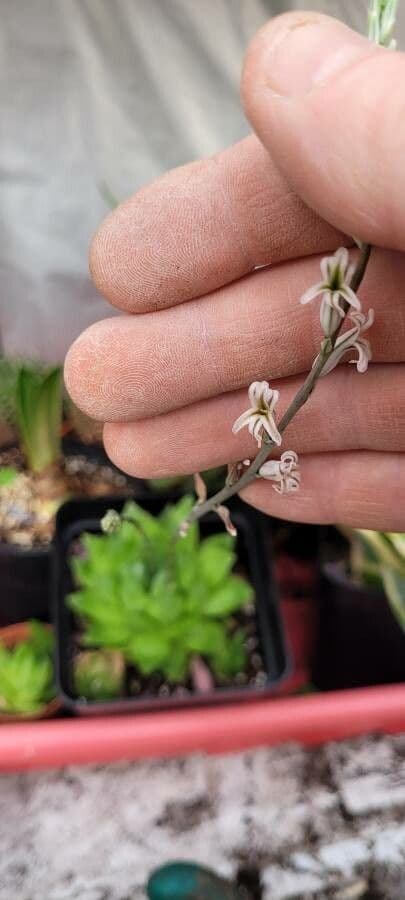 Hawortia Coopera 3