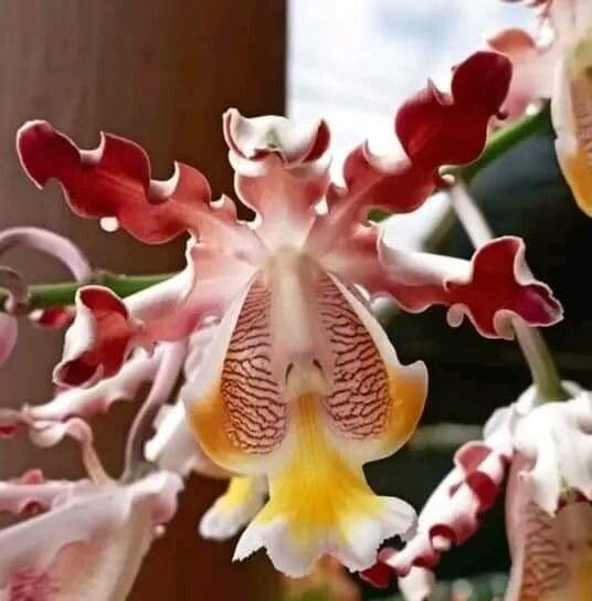 Orchidea