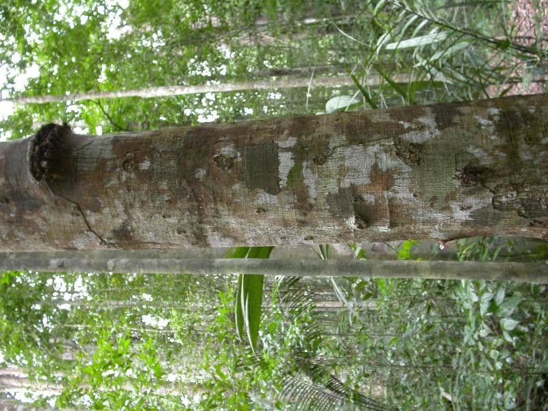 Simaruba amara 17