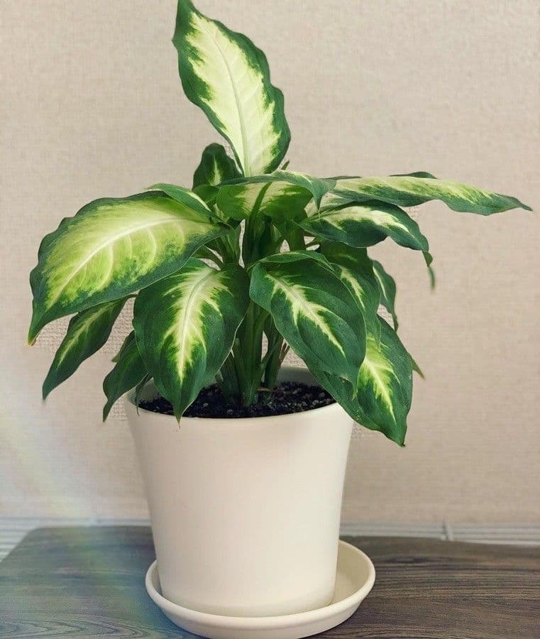 Dieffenbachia 5
