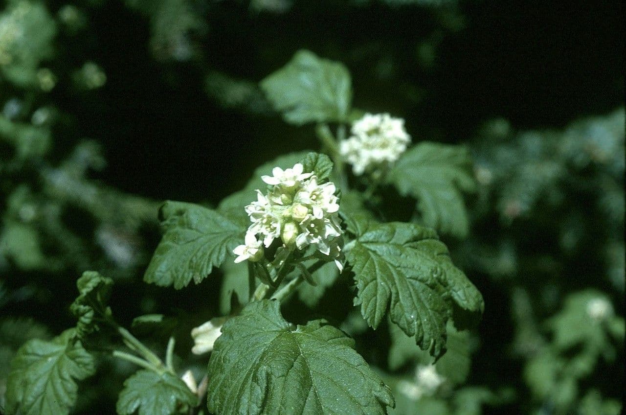 Ribes di Wolf