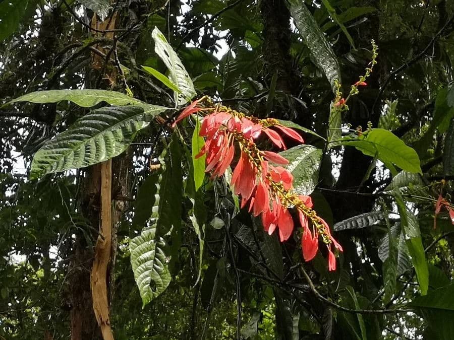 Warszewiczia coccinea 4