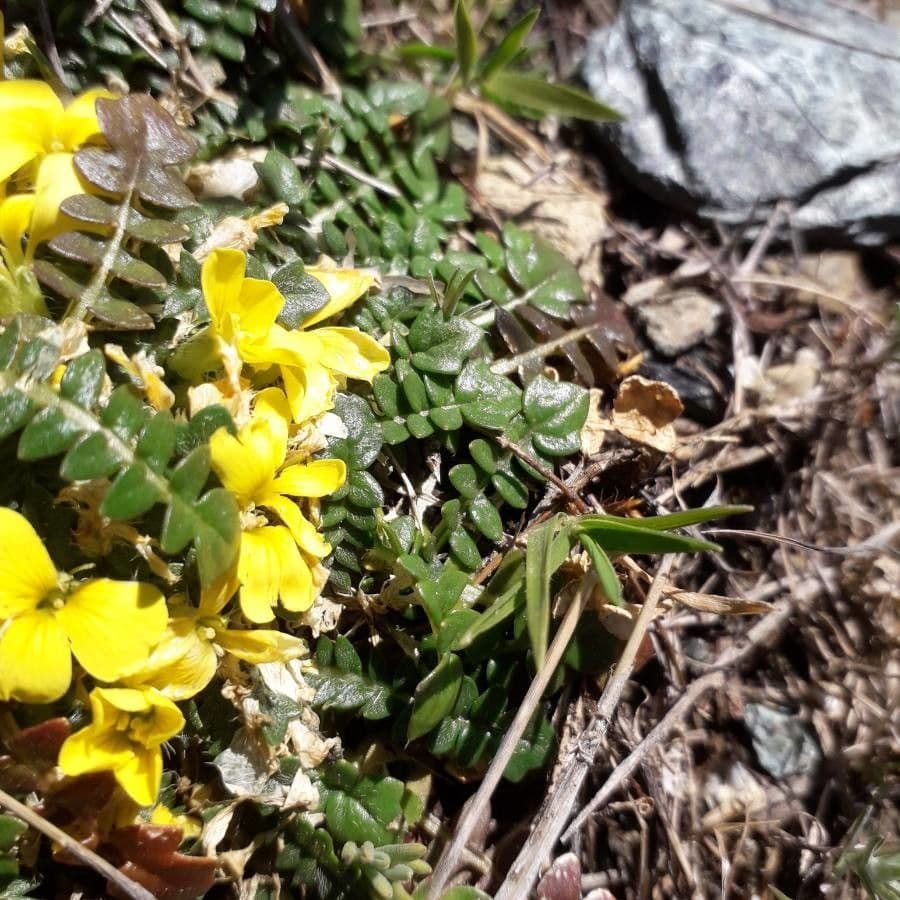 Morisia monanthos 13