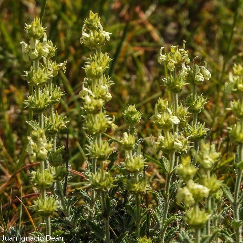 Sideritis 5