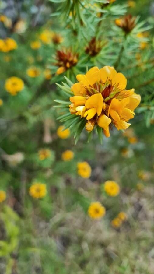 Pultenaea 2
