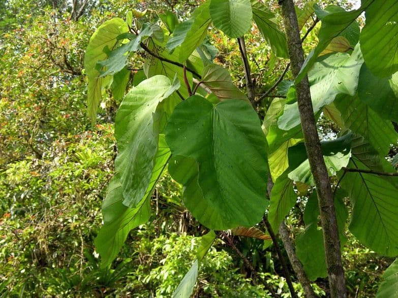 Coussapoa 7