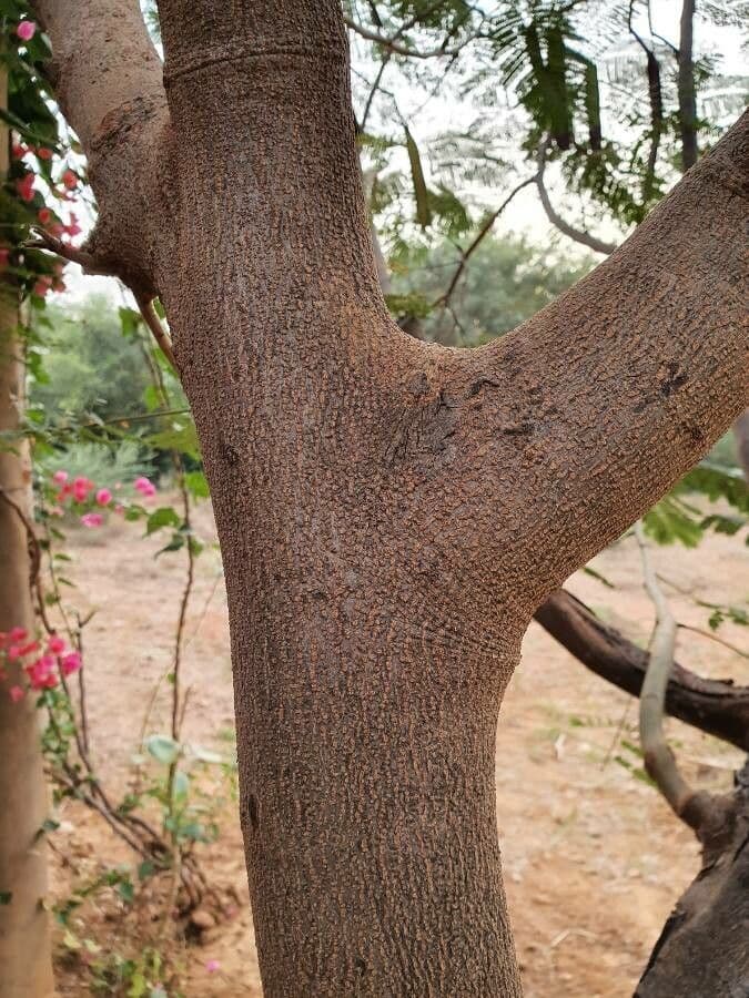 Peltophorum africano 23