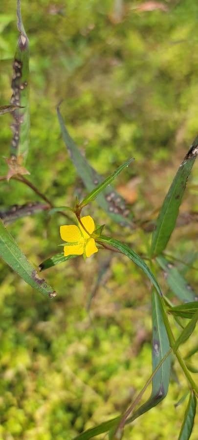 Ludwigia decurrente 6