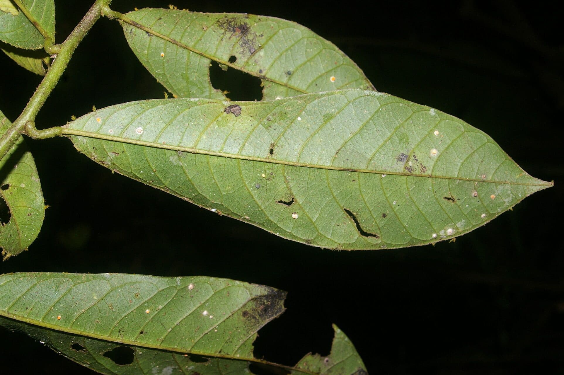 Guatteria