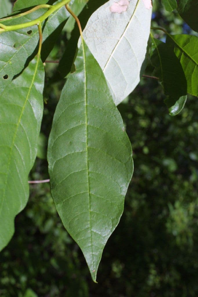 Nyssa aquatica 7