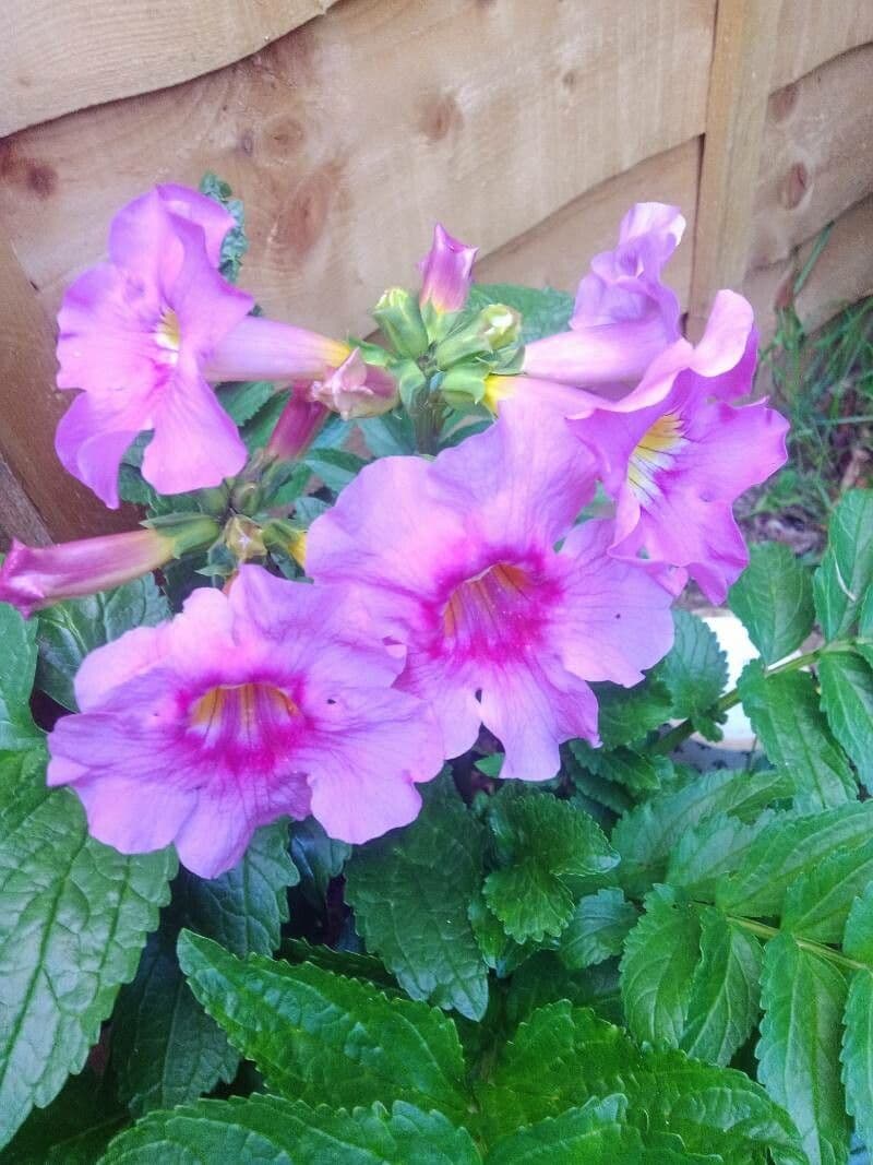 Fiore trombetta cinese