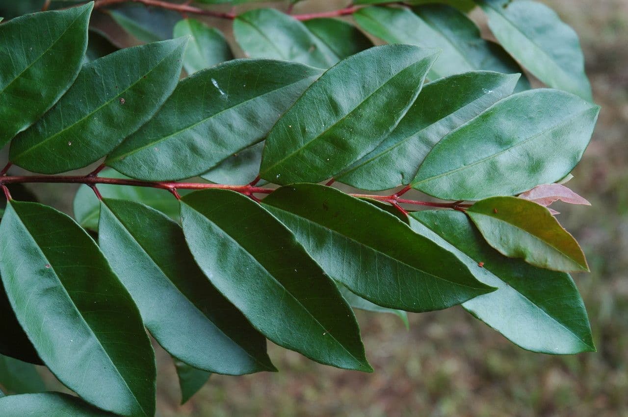 Guava costaricana 13