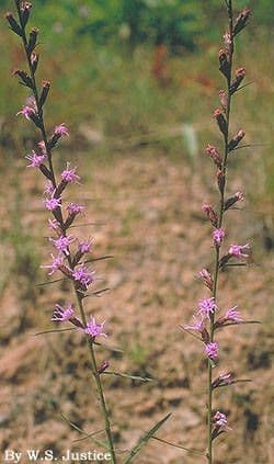 Liatris 4